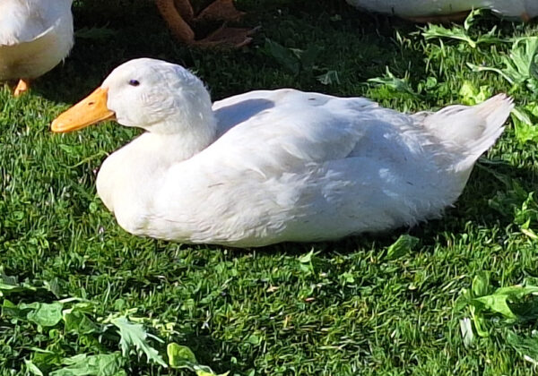 duck