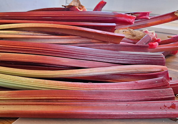 rhubarb harvest